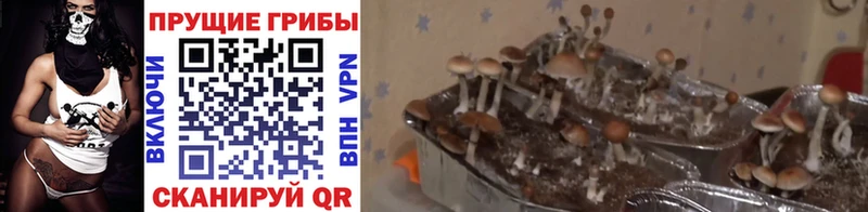 Псилоцибиновые грибы Psilocybe  Купить где  Киреевск 